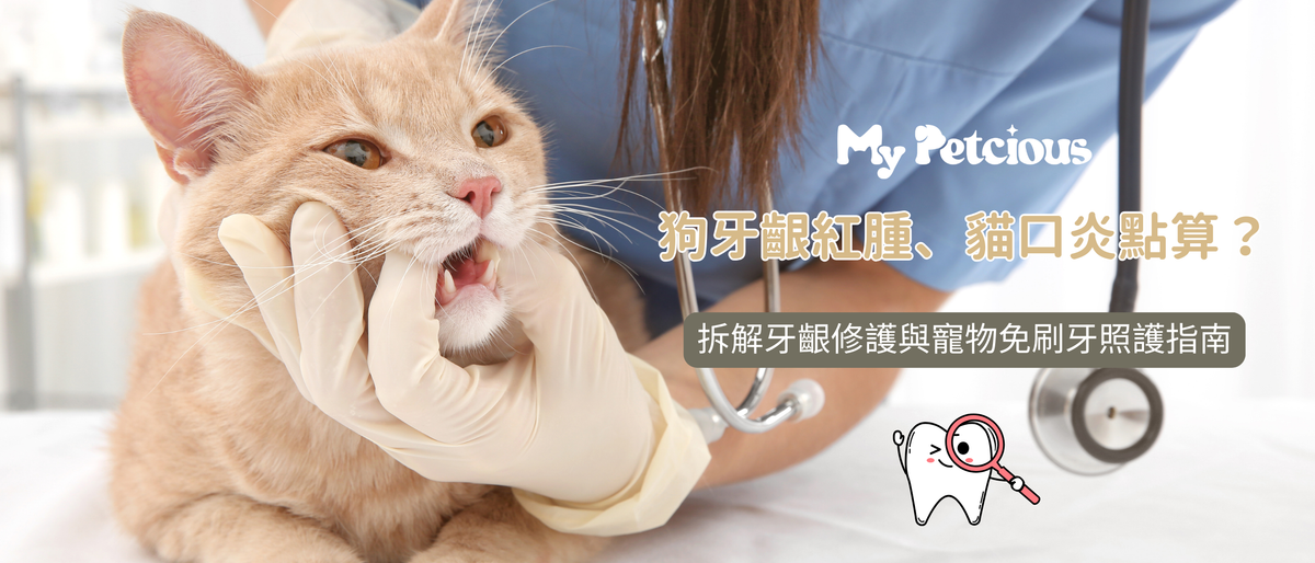 【寵物牙周病危害】狗牙齦紅腫、貓口炎點算？拆解牙齦修護與寵物免刷牙照護指南