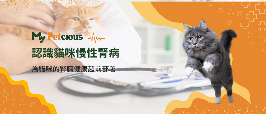 feline_kidney_diease