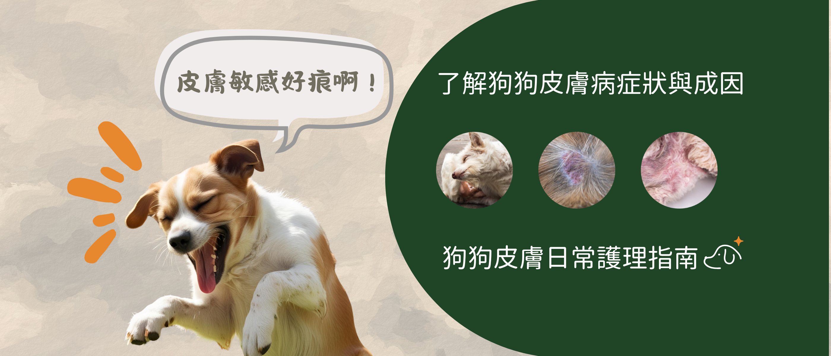 狗狗皮膚紅腫、甩毛、不停抓癢怎麼辦？狗狗皮膚病症狀、原因與日常護理指南