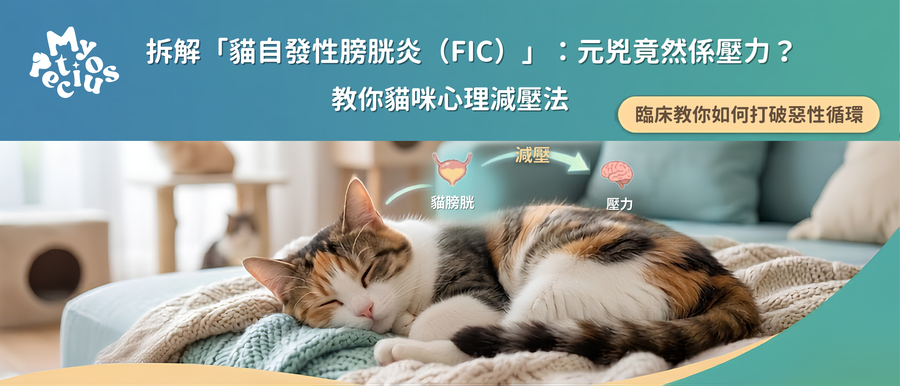 FIC blog