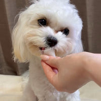 Petio 香草味乳酸菌啫喱(16gx15粒)