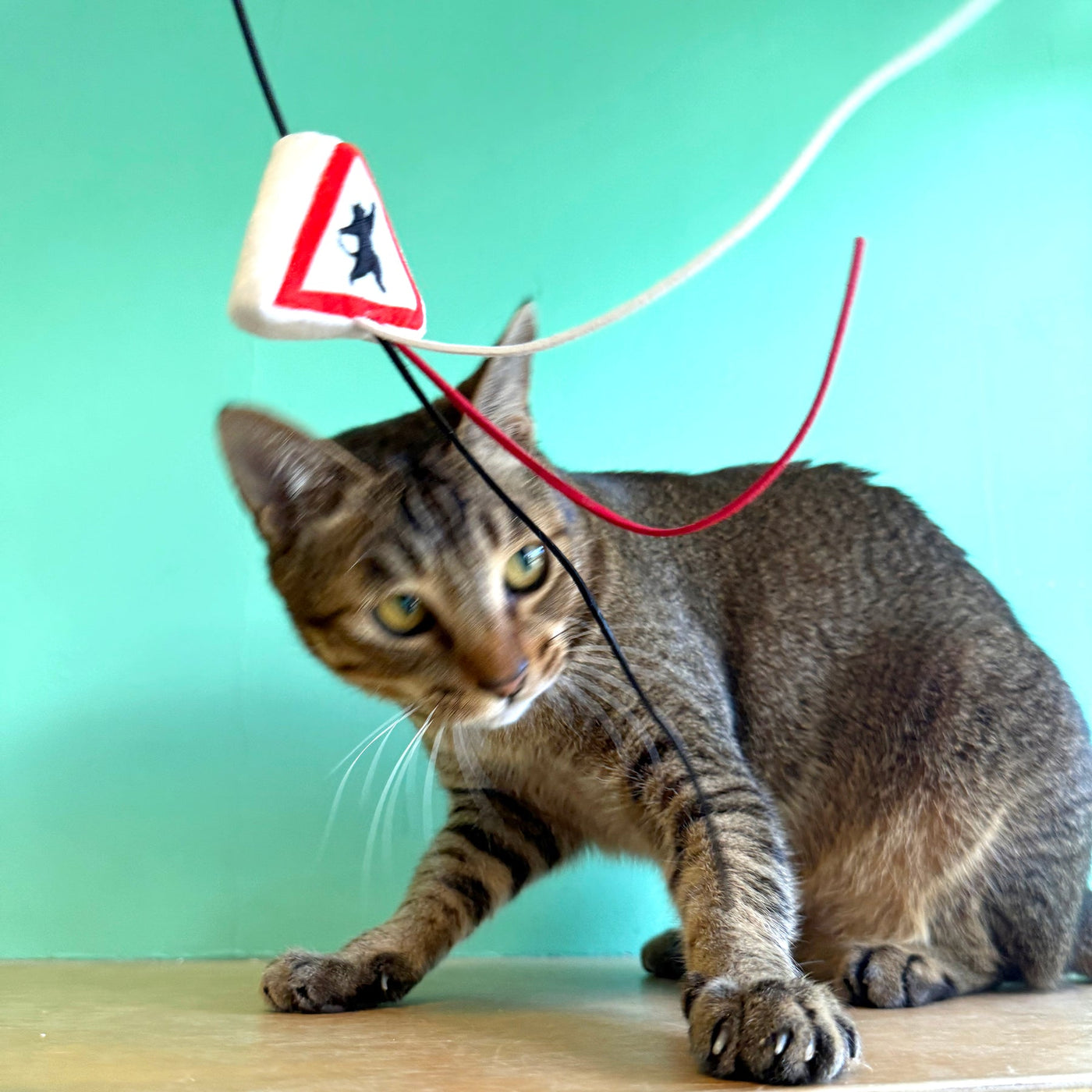 Meow_貓岀沒注意警告牌逗貓棒