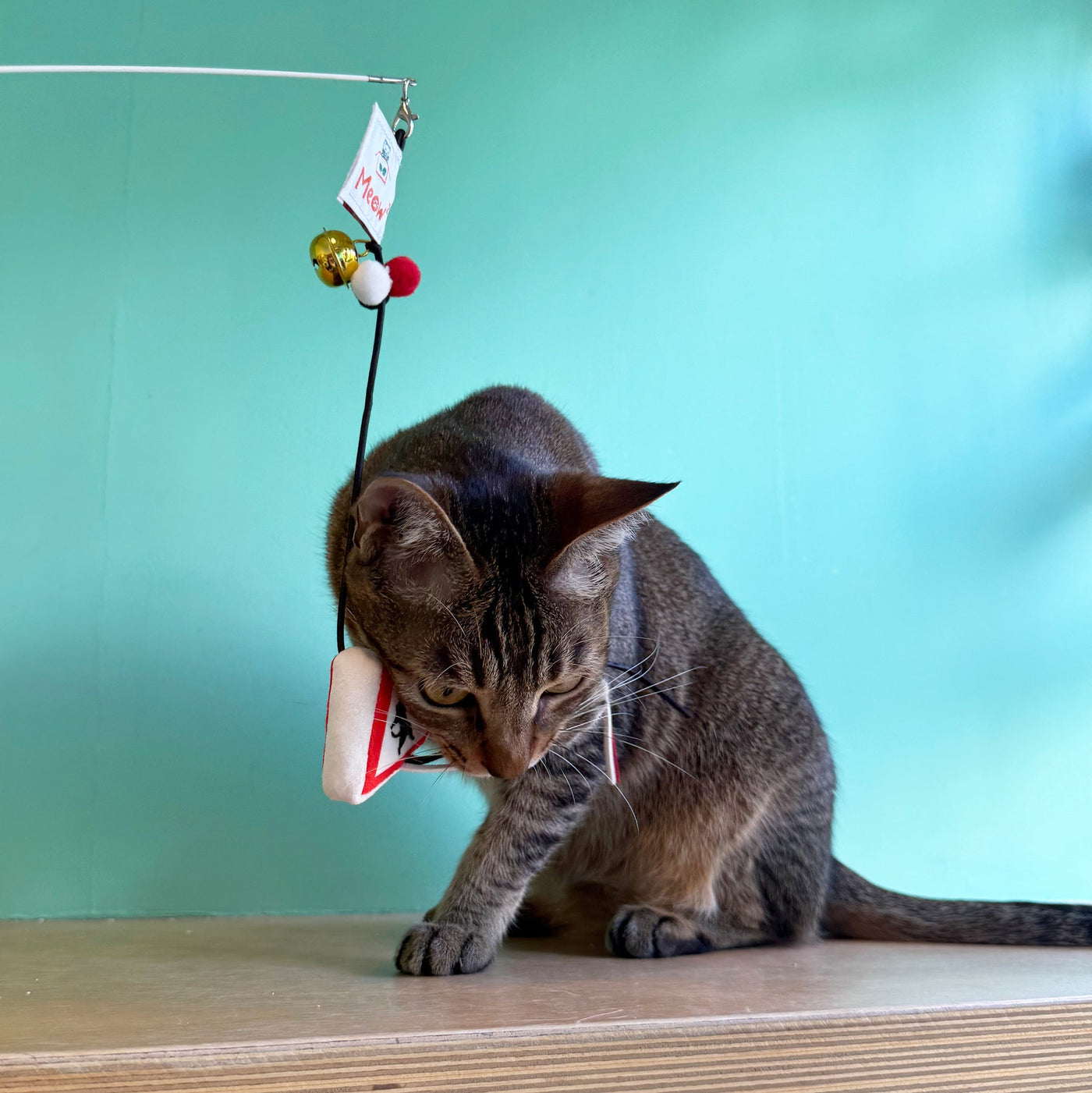 Meow_貓岀沒注意警告牌逗貓棒