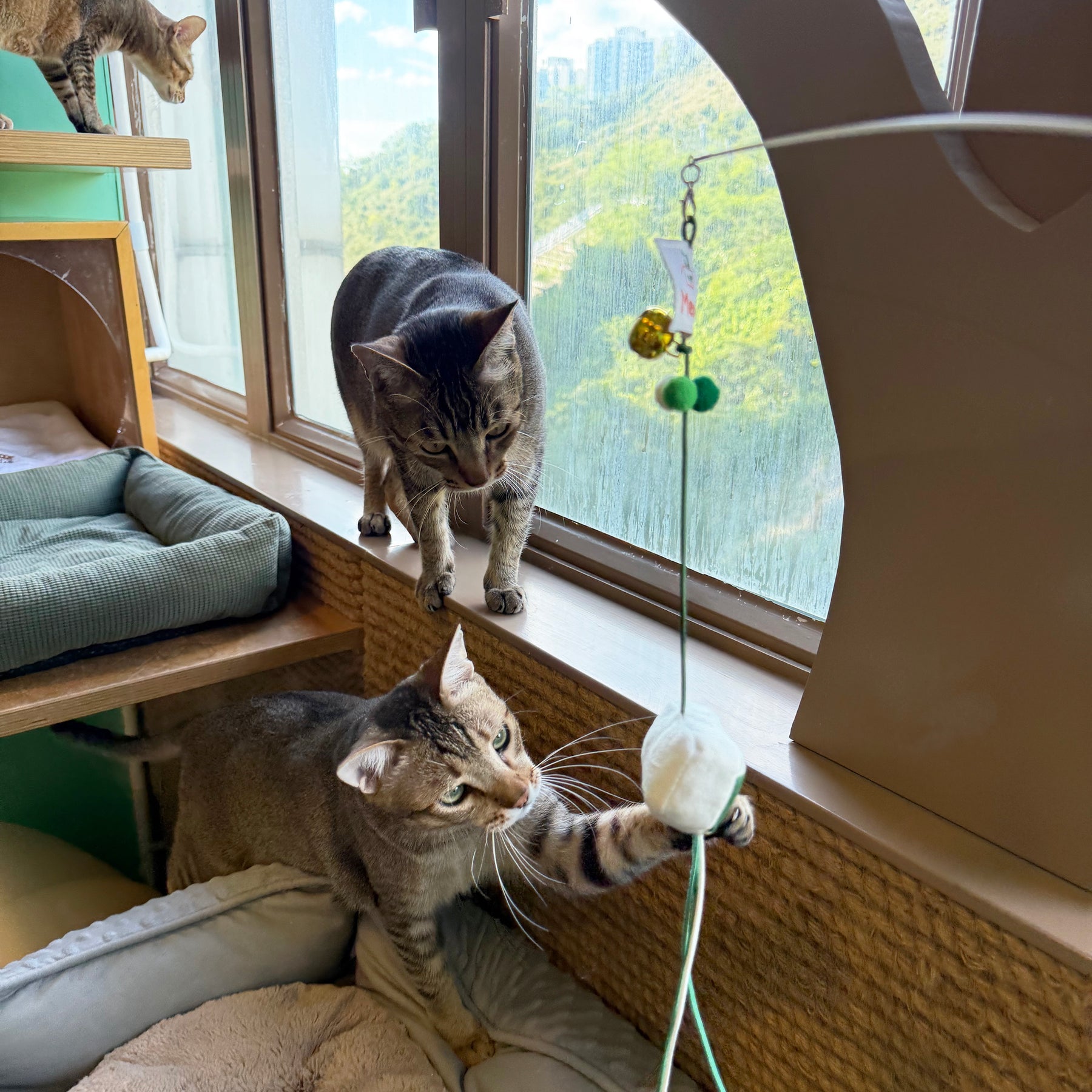 Meow_逃生出口逗貓棒