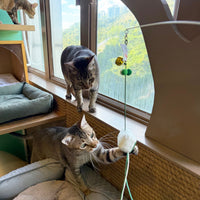 Meow_逃生出口逗貓棒