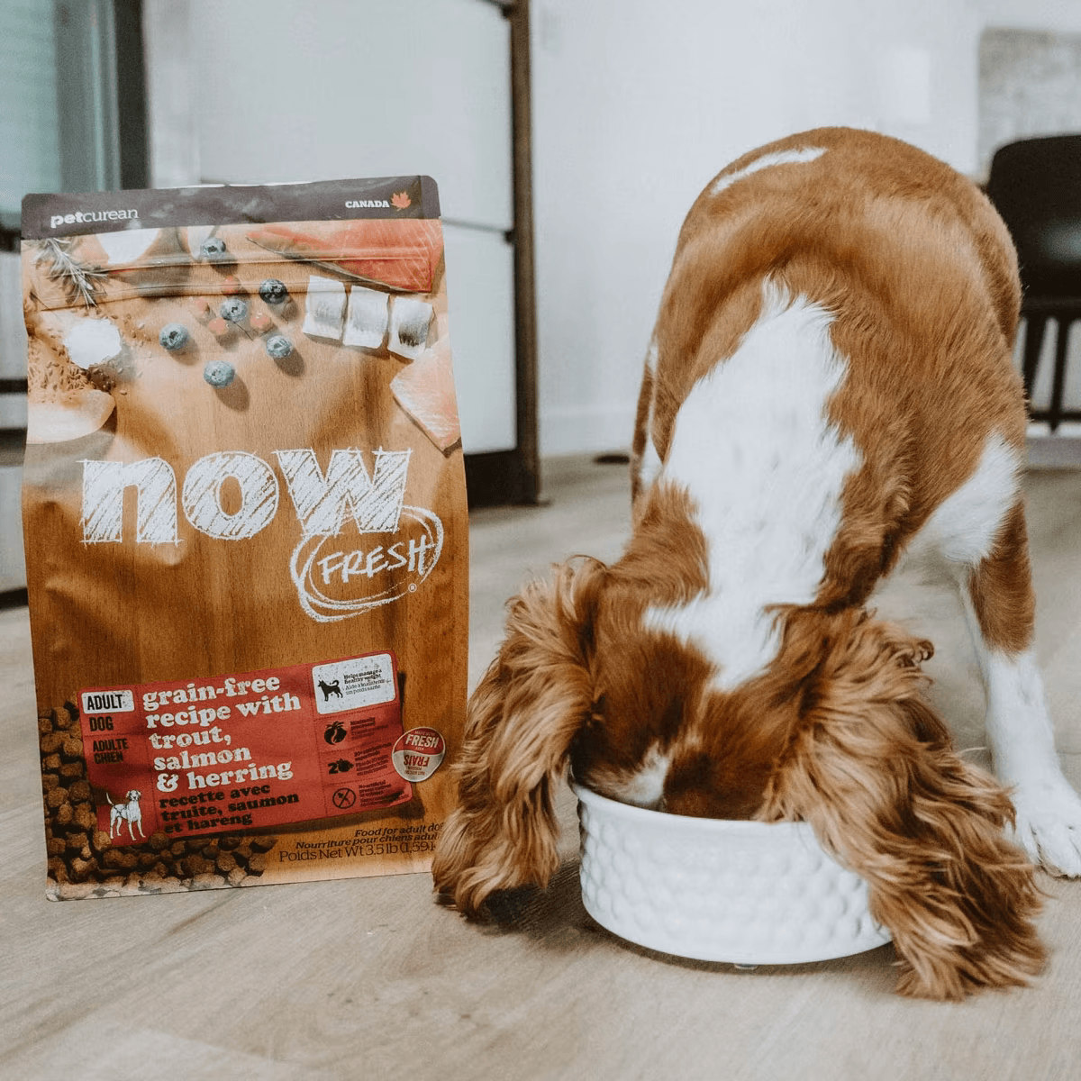 NOW FRESH 成犬乾糧魚肉配方 (鱒魚, 三文魚及鯡魚) ADULT DOG FISH