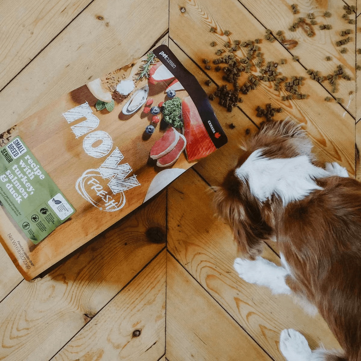 NOW FRESH 小型老犬乾糧 (火雞, 三文魚及鴨) 配方 SENIOR SMALL BREED