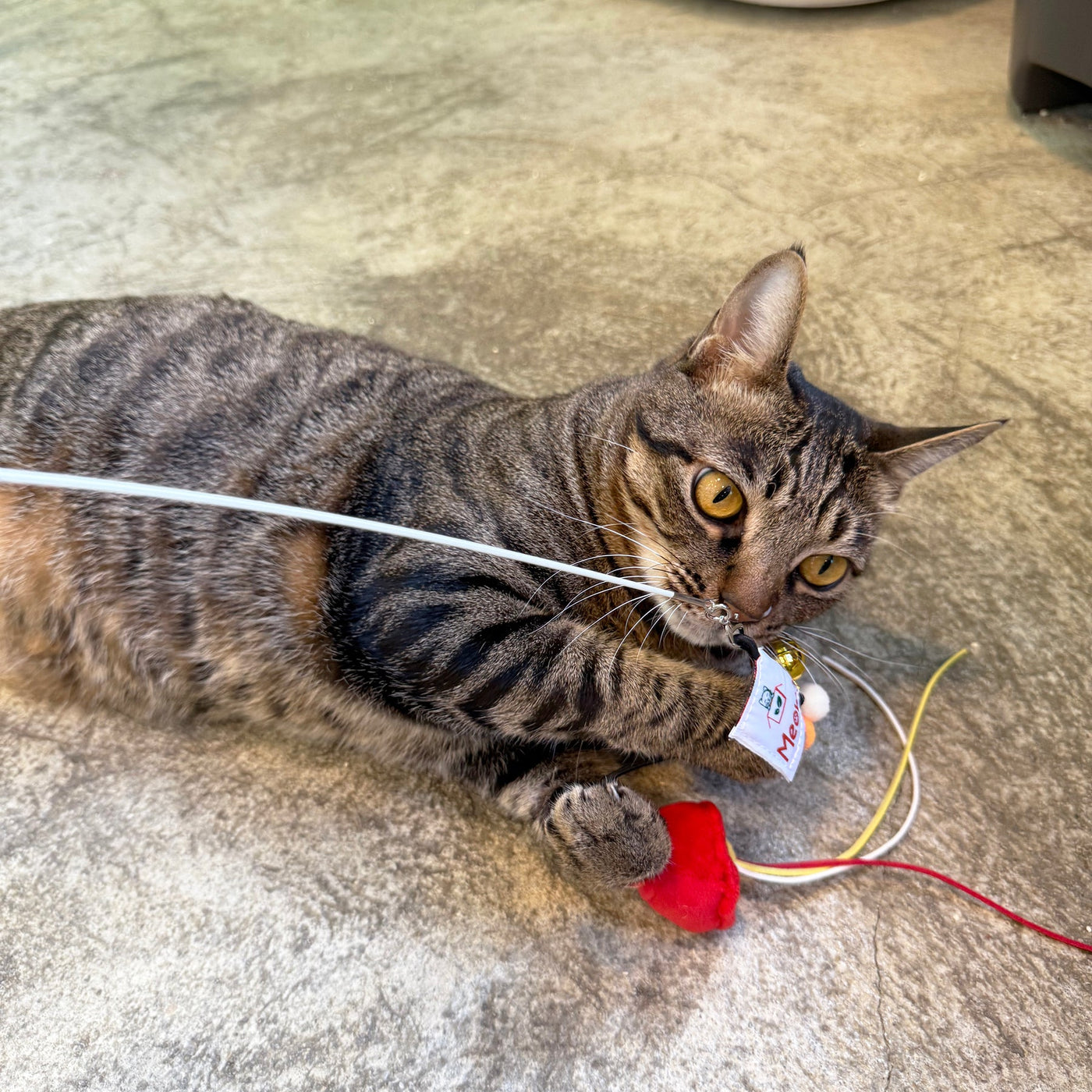 Meow_紅色街市燈逗貓棒