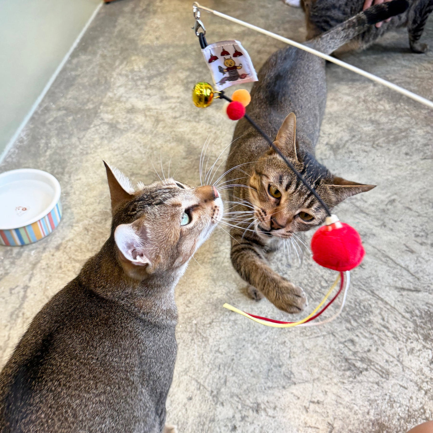 Meow_紅色街市燈逗貓棒