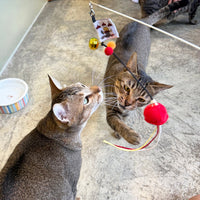 Meow_紅色街市燈逗貓棒