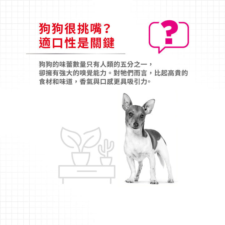 Royal Canin 法國皇家狗濕糧 - 成犬挑嘴加護主食濕糧 (肉塊) Exigent (Loaf) 85g