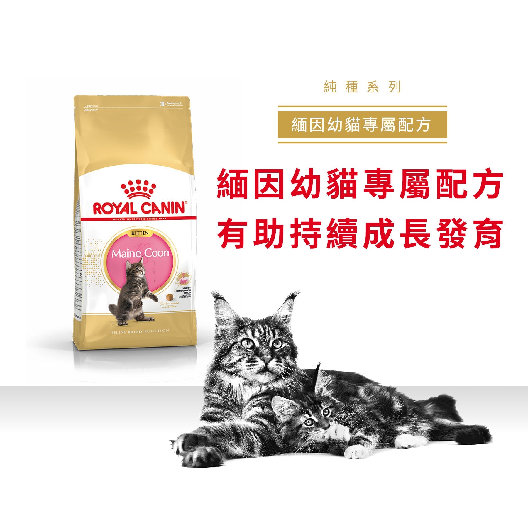 Royal Canin 法國皇家幼貓乾糧 - 緬因幼貓 Maine Coon Kitten