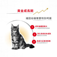 Royal Canin 法國皇家幼貓乾糧 - 緬因幼貓 Maine Coon Kitten