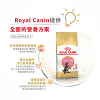 Royal Canin 法國皇家幼貓乾糧 - 緬因幼貓 Maine Coon Kitten