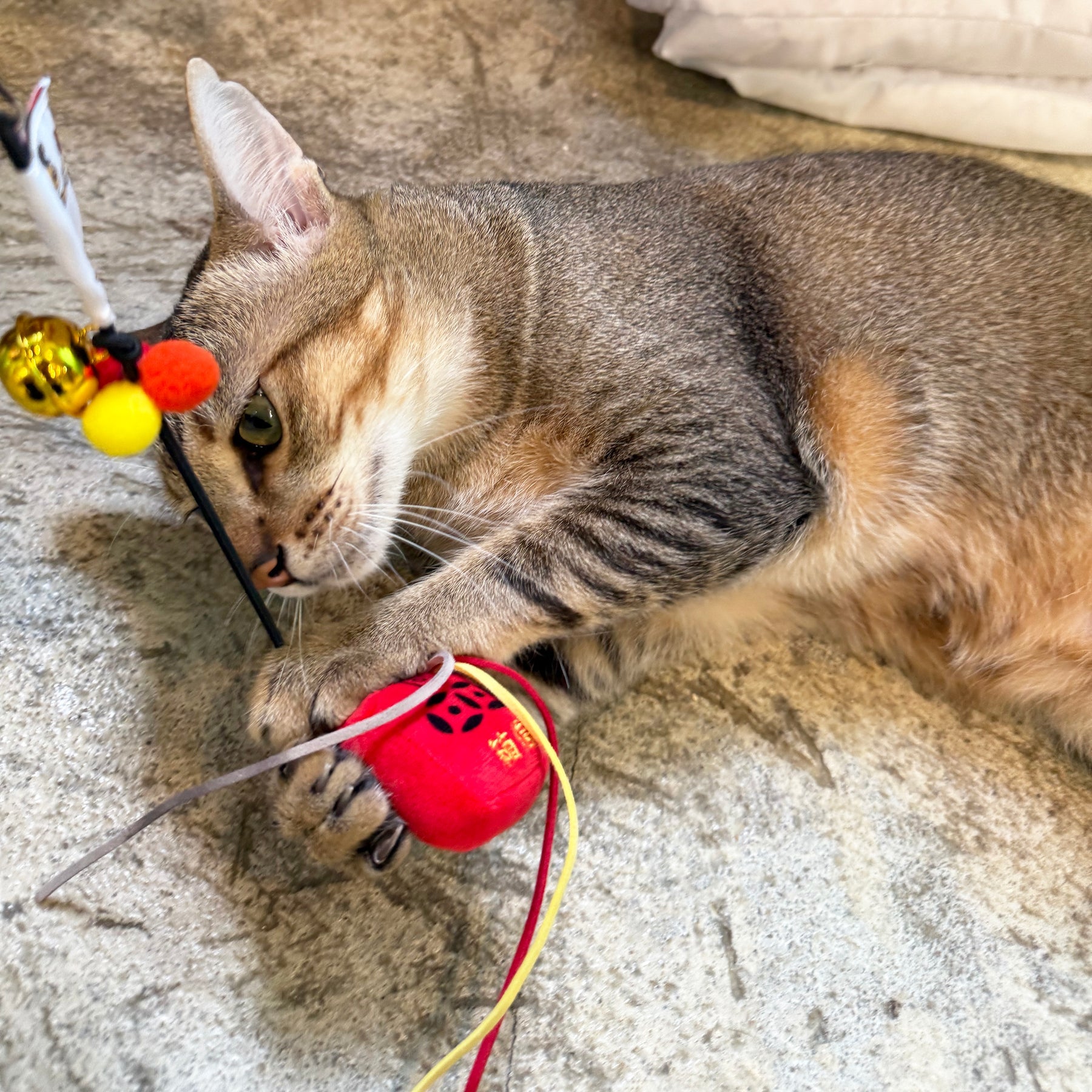 Meow_香港懷舊信箱逗貓棒