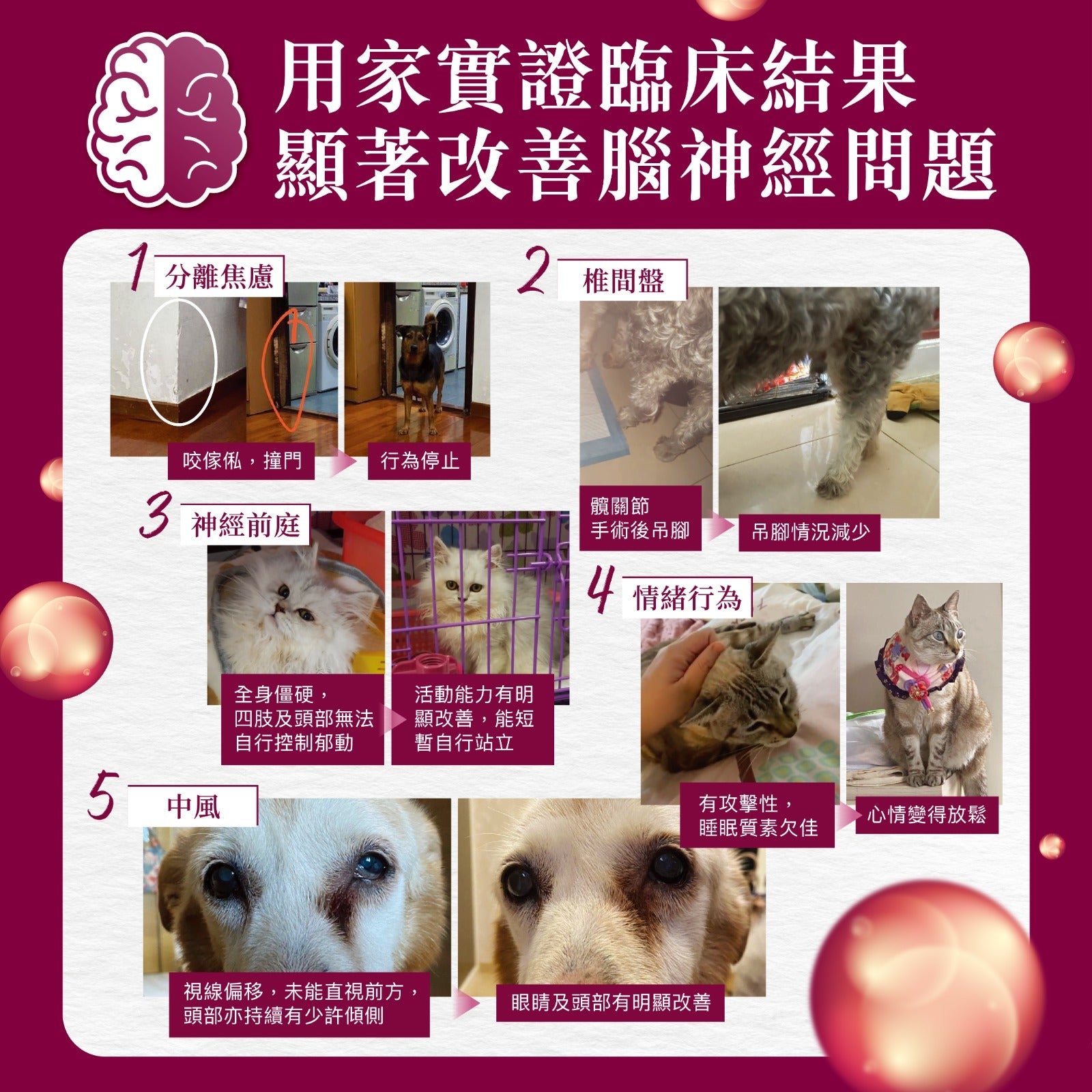 Kiwivital Enzoboost 60 chew 寵物腦神經醫學級草療營養補充粒 60 粒 (包裝)