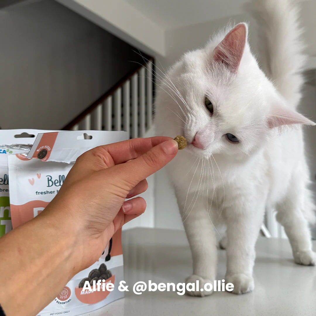 Bell_&_Bone_貓小食_三文魚+活性碳天然潔齒粒80g