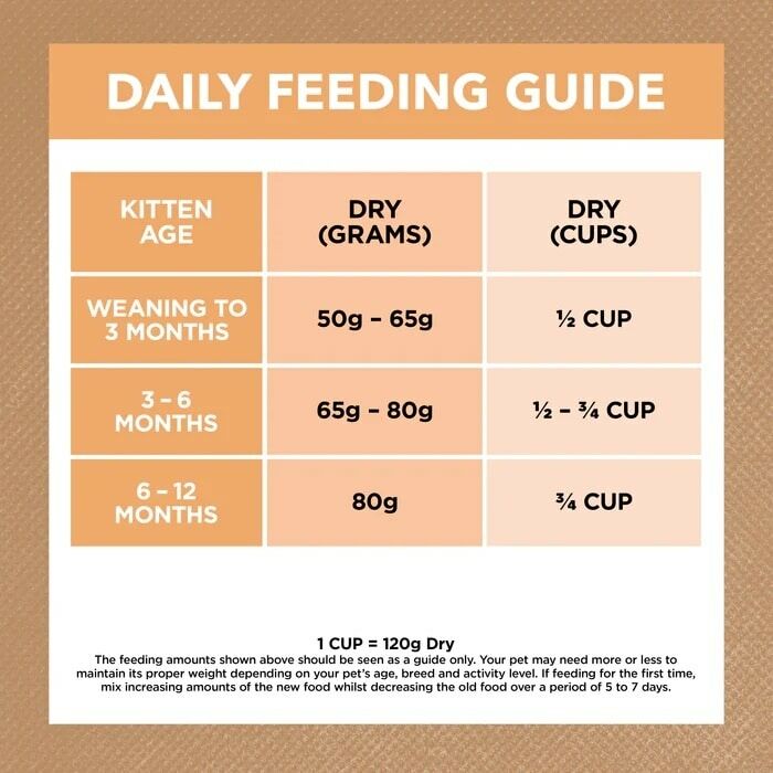 ivory_coat_kitten_chicken_dry